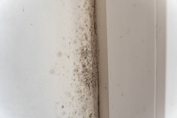 Best Attic Mold Removal  in Wilmington Manor, DE